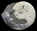 Wide Kosmoceras Ammonite - England #60303-1